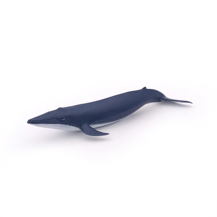 Bébé baleine bleu
