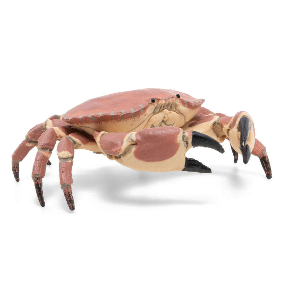 Crabe