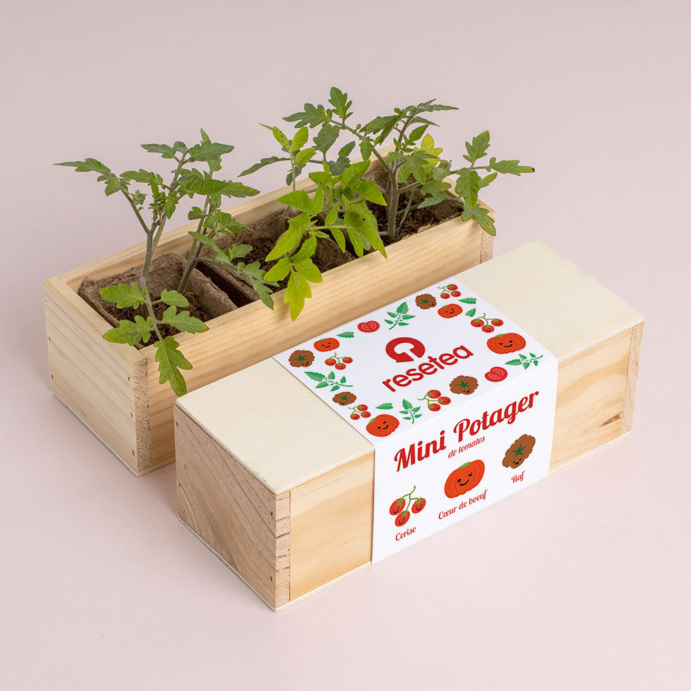 Mini potager de tomates