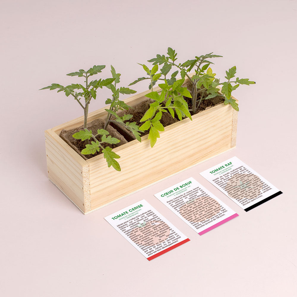 Mini potager de tomates